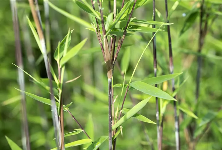 Fargesia nitida 'Black Pearl' Fargesia nitida 'Black Pearl'