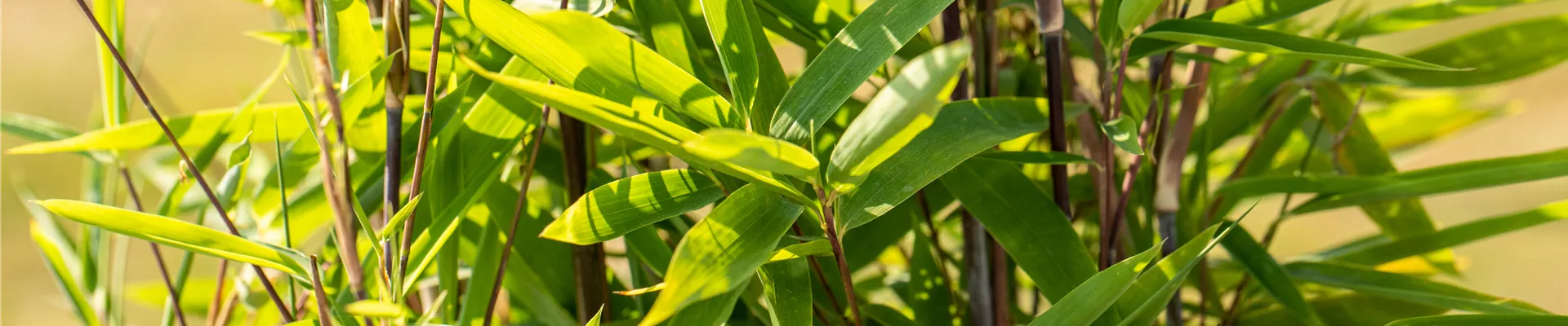 Fargesia nitida 'Black Pearl'