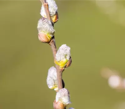 Salix hastata 'Wehrhahnii'