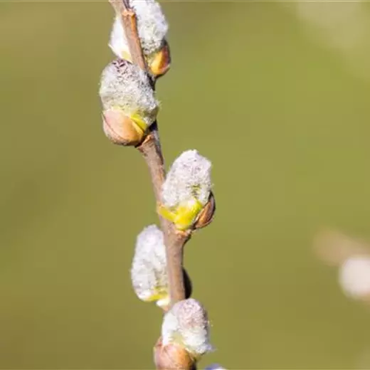 Salix hastata 'Wehrhahnii'