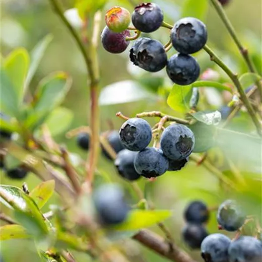 Vaccinium corymb.'Hardyblue' CAC Vaccinium corymb.'Hardyblue' CAC