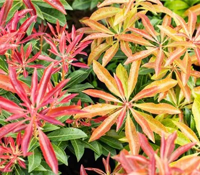 Pieris japonica 'Mountain Fire'