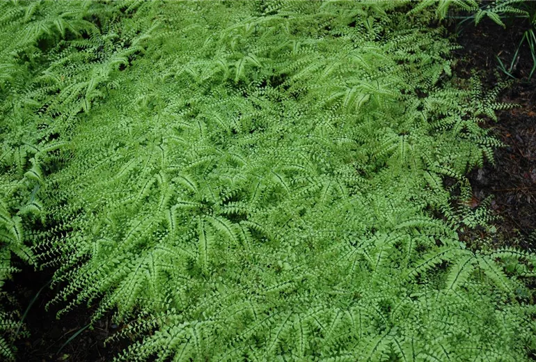 Adiantum pedatum Adiantum pedatum