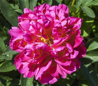 Paeonia suffr.'Luo Yang Hong'