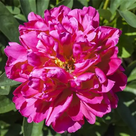 Paeonia suffr.'Luo Yang Hong'