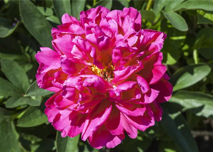 Paeonia suffr.'Luo Yang Hong'