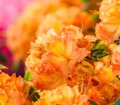 Rhododendron lut.'Gibraltar'