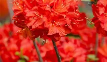 rhododendron hybride goldbukett Rhododendron Hybr.Goldbukett III 12 Litre Pot — Grasslands Nursery main image 1