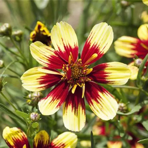 Coreopsis verticillata Coreopsis verticillata