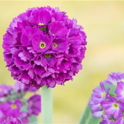 Primula denticulata 'Rubin'