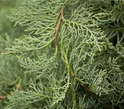 Juniperus virginiana 'Grey Owl'