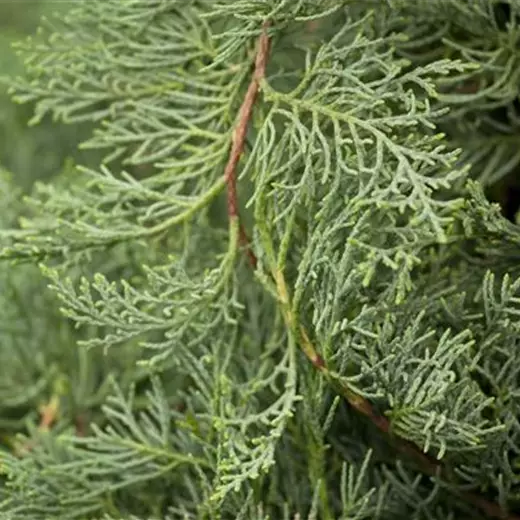 Juniperus virginiana 'Grey Owl'