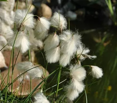 Eriophorum angustifolium
