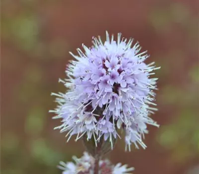 Mentha aquatica, rosa-violett Mentha aquatica, rosa-violett