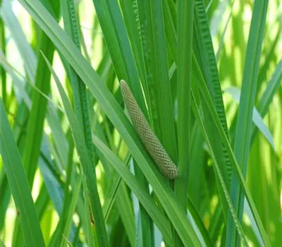 Acorus calamus Acorus calamus