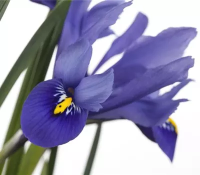 Iris versicolor