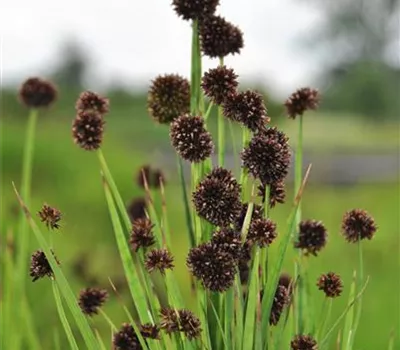Juncus ensifolius