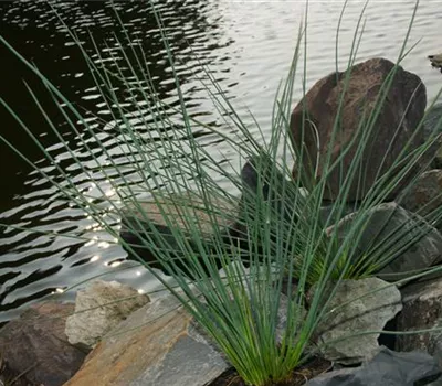Juncus inflexus