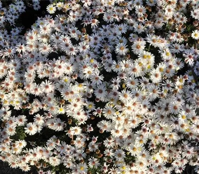 Aster dumosus 'Apollo'