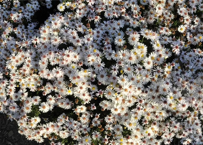 Aster dumosus 'Apollo'