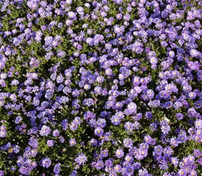 Aster dumosus 'Mittelmeer'