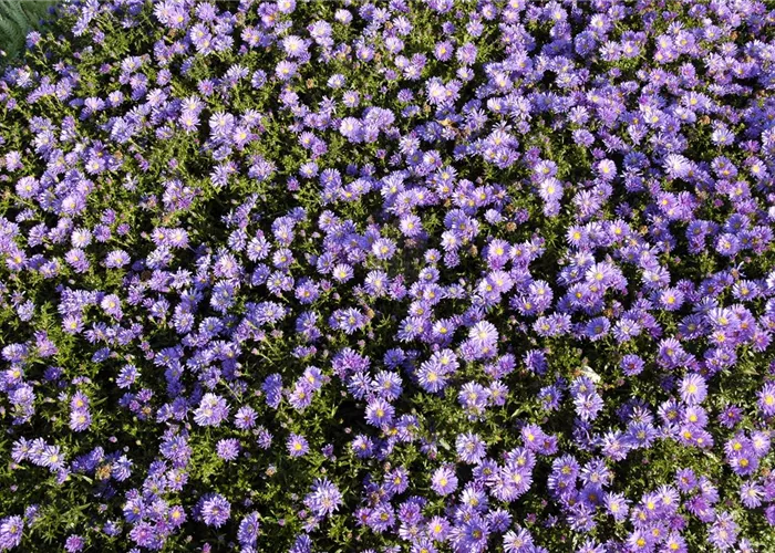 Aster dumosus 'Mittelmeer'