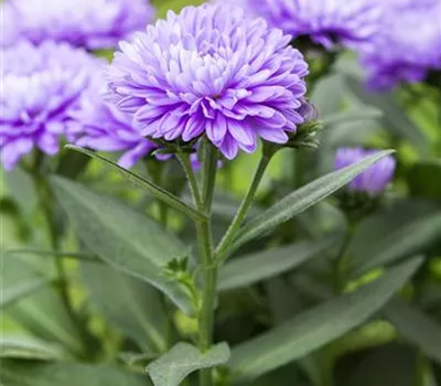 Aster novi-belgii 'Schöne von Dietlikon'