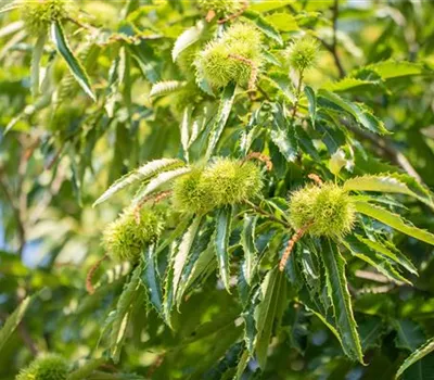 Castanea sativa "Ecker 1" Castanea sativa "Ecker 1"