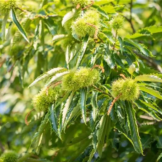 Castanea sativa "Ecker 1" Castanea sativa "Ecker 1"