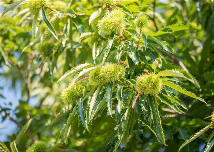 Castanea sativa "Ecker 1"
