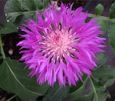 Centaurea dealbata