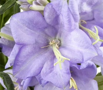 Campanula persicif.'Grandiflora Coerulea' Campanula persicif.'Grandiflora Coerulea'