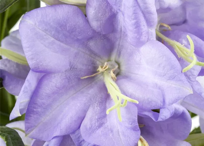 Campanula persicif.'Grandiflora Coerulea'