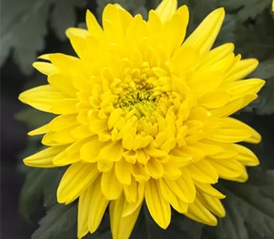 Chrysanthemum x hort.'Bienchen' Chrysanthemum x hort.'Bienchen'