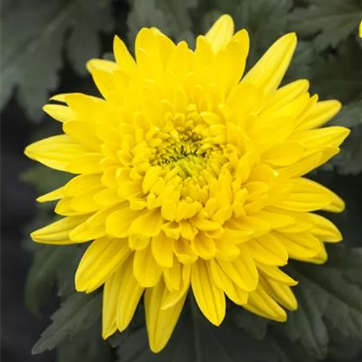 Chrysanthemum x hort.'Bienchen'