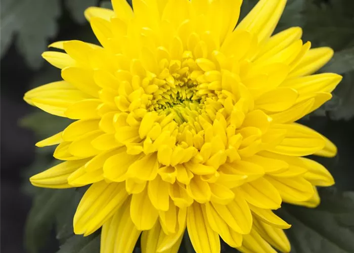 Chrysanthemum x hort.'Bienchen'