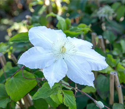 Clematis 'Gladys Picard'