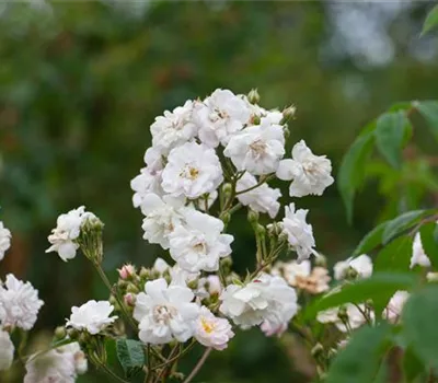Rosa 'Paul's Himalayan Musk Rambler' KL