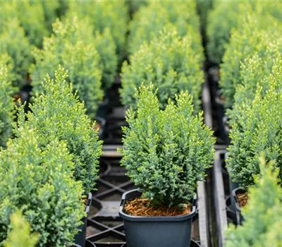 Chamaecyparis laws.'Snow White' -R- Chamaecyparis laws.'Snow White' -R-