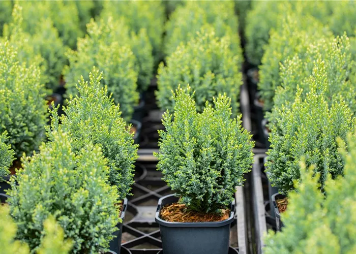 Chamaecyparis laws.'Snow White' -R-