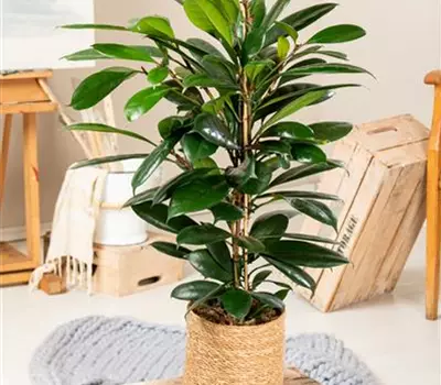 Ficus cyathistipula