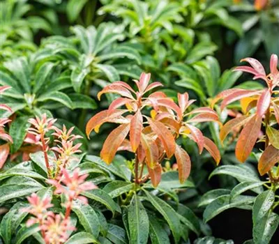 Pieris japonica 'Bonfire'
