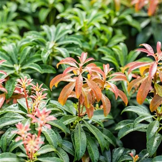 Pieris japonica 'Bonfire'