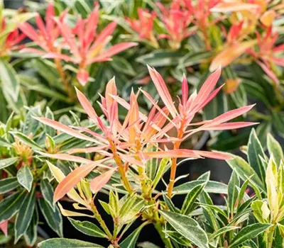 Pieris japonica 'Flaming Silver'