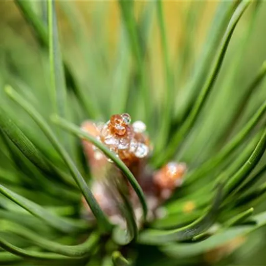 Pinus banksiana "Arktis"