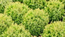 Thuja occidentalis 'Teddy'