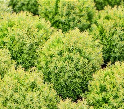 Thuja occidentalis 'Teddy' Thuja occidentalis 'Teddy'