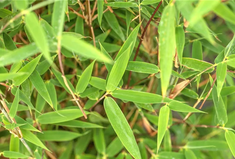 Fargesia 'Malachite Monkey'® Fargesia 'Malachite Monkey'®