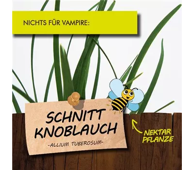 Allium tuberosum LaBio