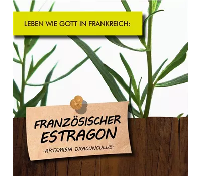 Artemisia dracunculus var.sativus LaBio Artemisia dracunculus var.sativus LaBio